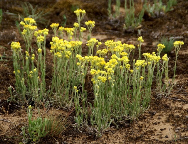 Бессмертник песчаный (Helichrysum arenarium) ботаническое описание растения