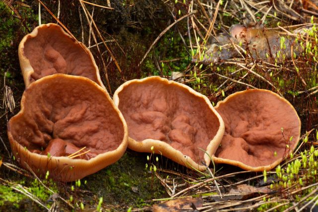 Дисцина щитовидная (Discina ancilis)