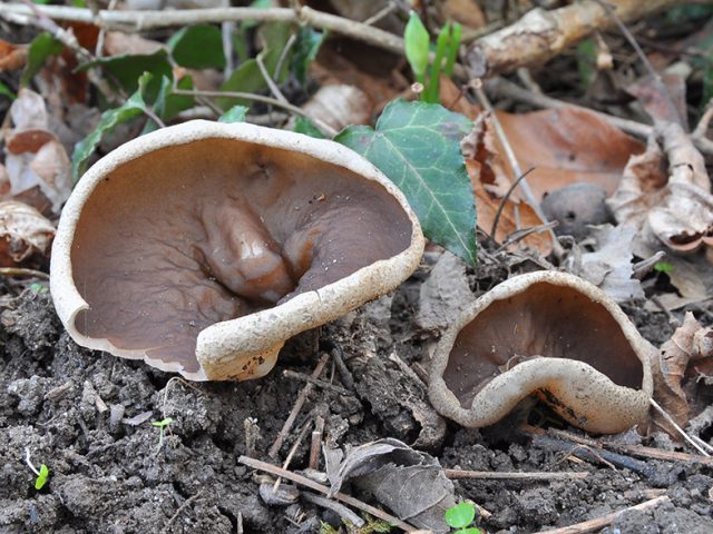 Дисцина жилковатая (Discina venosa)