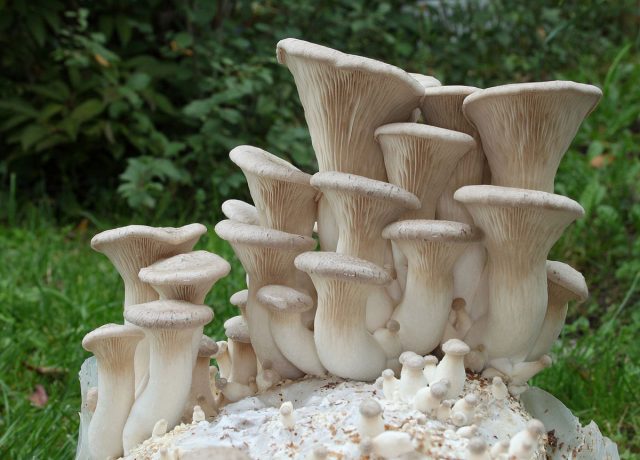Вешенка королевская, или степная (Pleurotus eryngii)