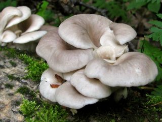Вешенка рожковидная (Pleurotus cornucopiae)