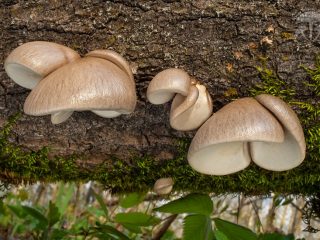 Вешенка покрытая (Pleurotus calyptratus)