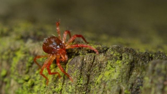 Паутинные клещи на листьях огурца