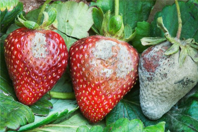 Возбудителем серой гнили является Botrytis cinerea. Это одно из самых частых заболеваний клубники в дождливые годы. Распознать его просто. Ягоды начинают гнить. Поражённые участки покрываются серой пушистой плесенью. Поражение клубники серой гнилью