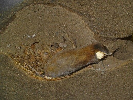 Внешний вид крота в естественной среде