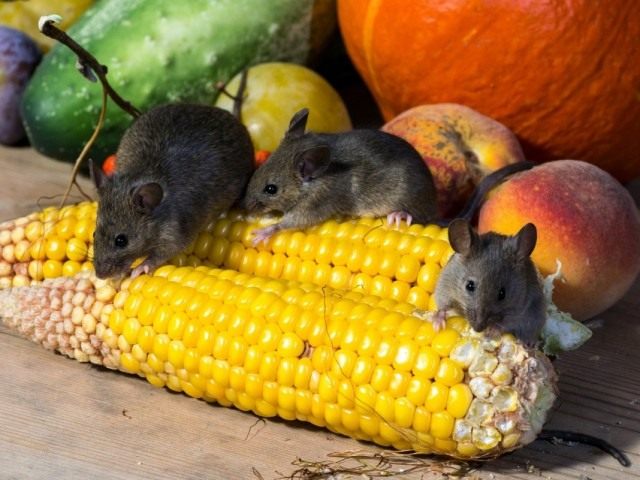 Эффективная борьба с мышами в доме и на дачном участке