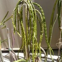 Селеницереус крючковидный (Selenicereus hamatus)