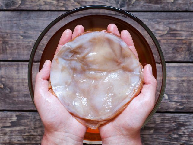 Чайный гриб, или Медузомицет (Medusomyces gisevii) Структура зооглеи медузомицета в процессе роста