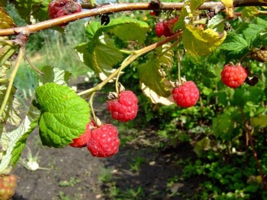 Система капельного полива на участке с малиной