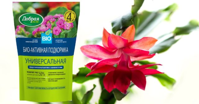Прекрасный вариант – биоактивная подкормка Универсальная Добрая сила. Использование биоактивных удобрений
