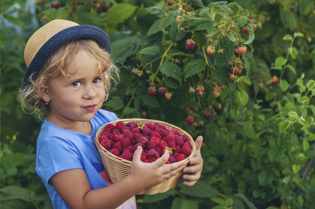 Подкормка малины весной: дозировки азота и сроки внесения удобрений для активного роста