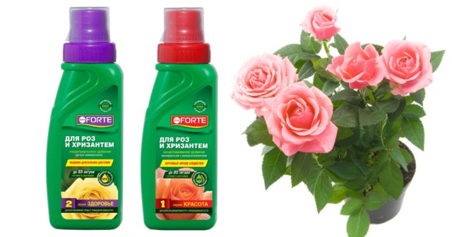 Комплексные удобрения обеспечивают равномерное питание куста