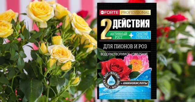 Использование аминокислот помогает восстановить розу после стресса
