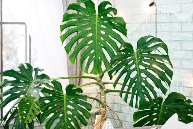 Интерьердегі Monstera deliciosa