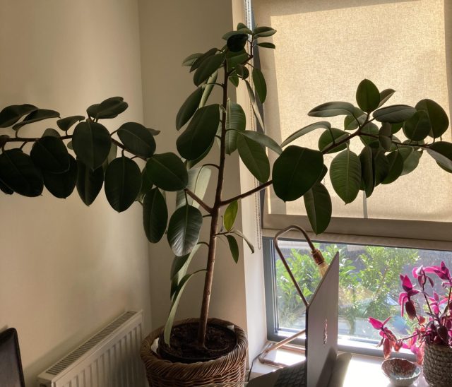 Ficus elastica-ның үлкен жапырақтары
