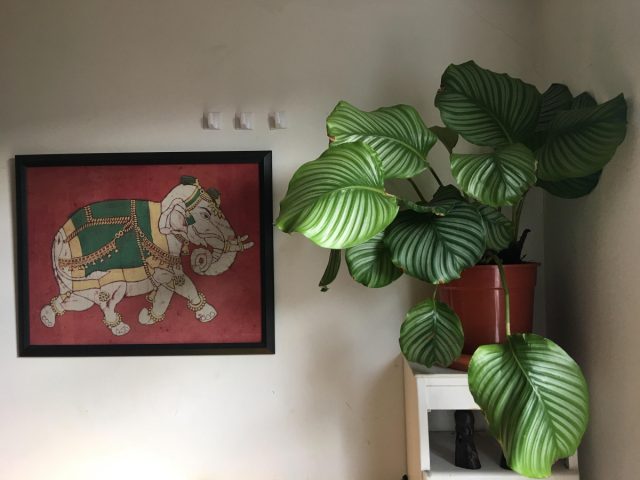 Calathea rotundifolia жапырақтары