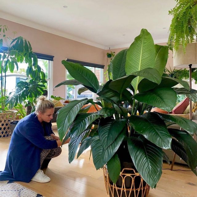 Spathiphyllum алуан түрлілігі Sensation