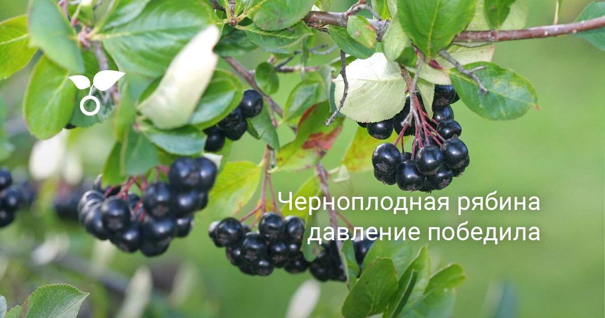 Выращивание черноплодной рябины: посадка, уход и полезные свойства