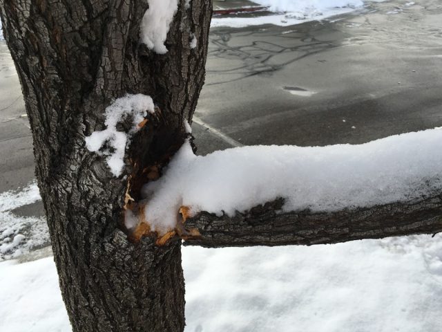 Снег на ветвях деревьев