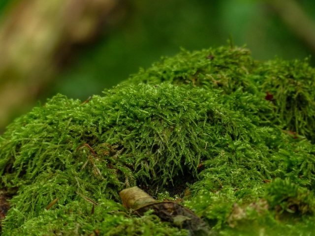 Moss, albatta, foydali bo'ladi Namlikni saqlab qolish uchun sfagnum moxini yig'ish