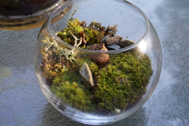 Shisha idishlardagi mox kompozitsiyalari Havoni namlash uchun mox va toshlardan terrarium yaratish