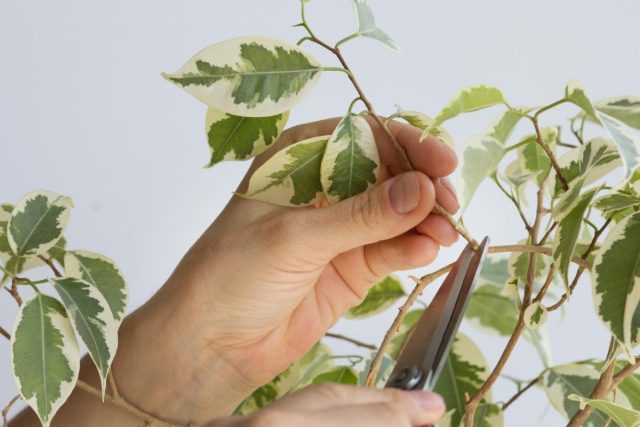 Bahorgi Azizillo paytida Ficus Benjamin