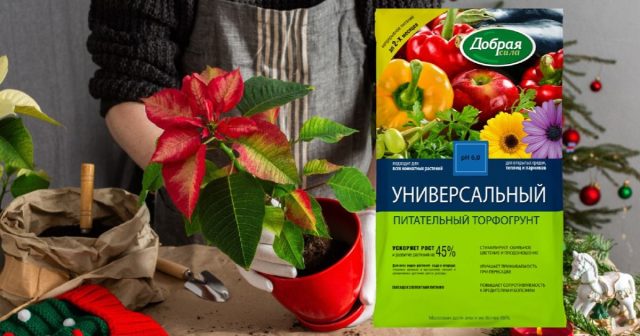 Пересадка нового растения в свежий грунт как часть карантинных мероприятий