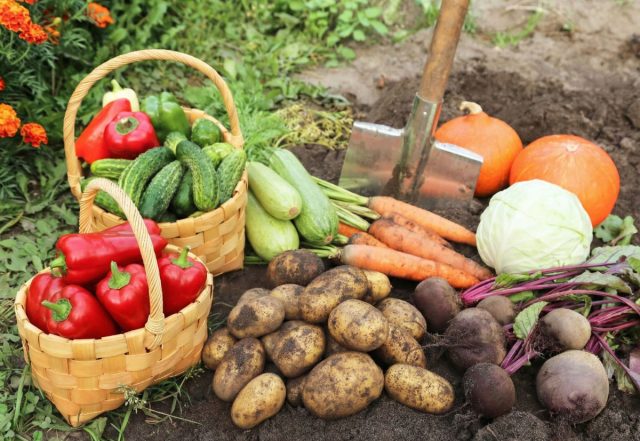 Продуктивный огород: 10 культур для создания стратегического запаса продовольствия