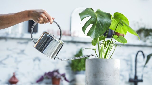 Применение системных средств защиты растений