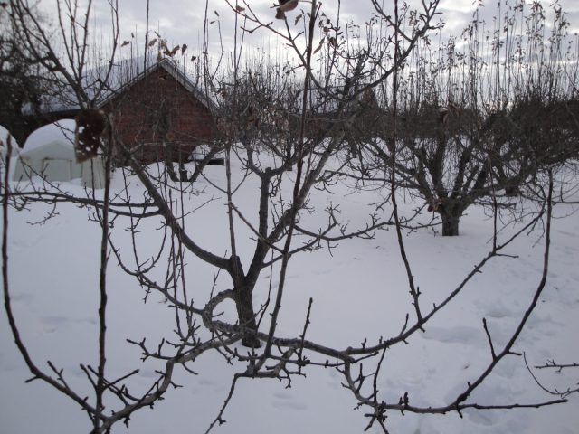 Утепление корней мульчей