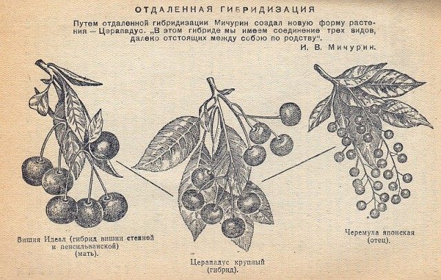 Мичурин И.В. түрлерді будандастыру бойынша жұмыстарынан алынған иллюстрация.