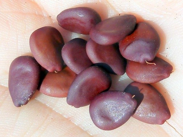 Семена цератонии, использовавшиеся как эталон веса