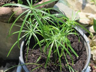 Bir qozonda Cyperus alternifolius