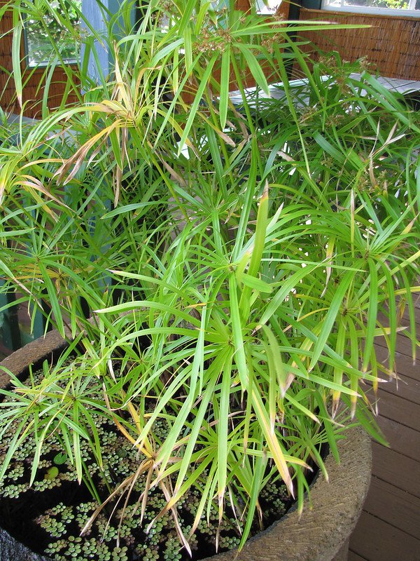 Yaxshi yorug'lik sharoitida Cyperus involucrum
