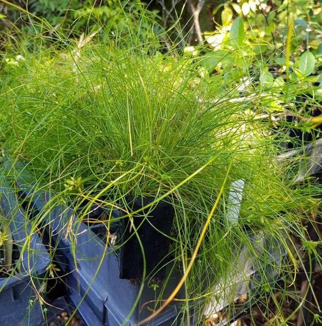 Cyperus elegansning yosh tupi