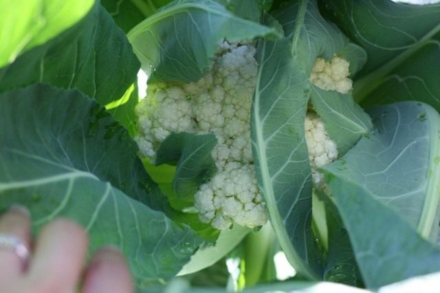 Цветная капуста: сорта, посадка, уход и хранение урожая