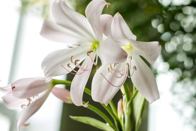 Как выращивать и размножать комнатные луковичные растения в домашних условиях