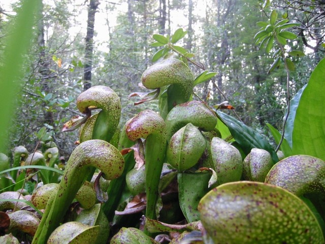 Дарлингтония (Darlingtonia) Ловчие кувшины дарлингтонии вблизи