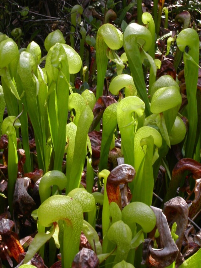 Дарлингтония калифорнийская (Darlingtonia californica) Дарлингтония в условиях домашней оранжереи