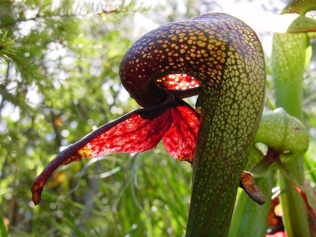 Дарлингтония калифорнийская (Darlingtonia californica) Молодые побеги дарлингтонии