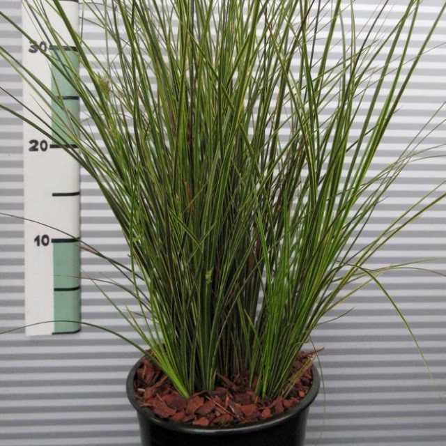 Осока коричневатая (Carex brunnea) Листва осоки коричневатой