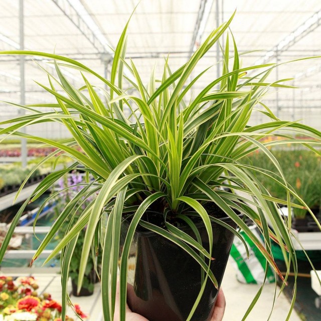 Осока Морроу (Carex morrowii) Осока Морроу в горшке
