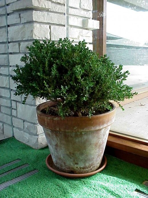 Самшит, подстриженный в форме топиарной фигуры