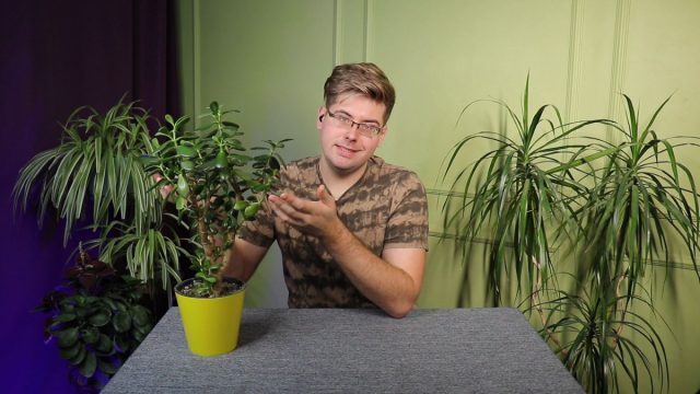 Денежное дерево, или толстянка — о посадке, пересадке и уходе Взрослая толстянка с развитой кроной