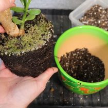 Извлекаем корневой ком из старого горшка, аккуратно отряхивая часть грунта и осматривая корни на предмет поражения болезнями Осмотр корней толстянки перед пересадкой