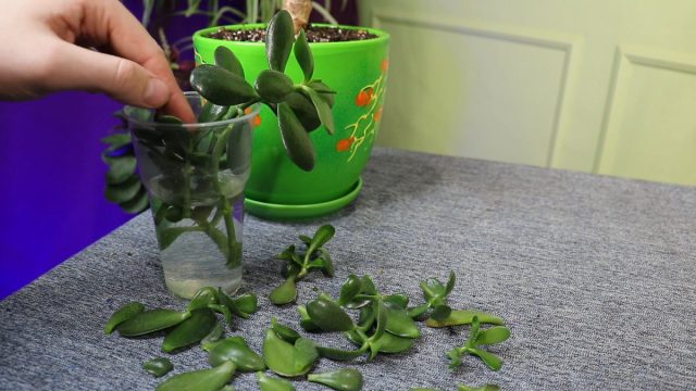 Из срезанных побегов или даже листьев толстянки получается отличный материал для вегетативного размножения Черенки толстянки для размножения