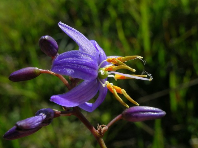 Дианелла голубая (Dianella caerulea) Цветение дианеллы в домашних условиях