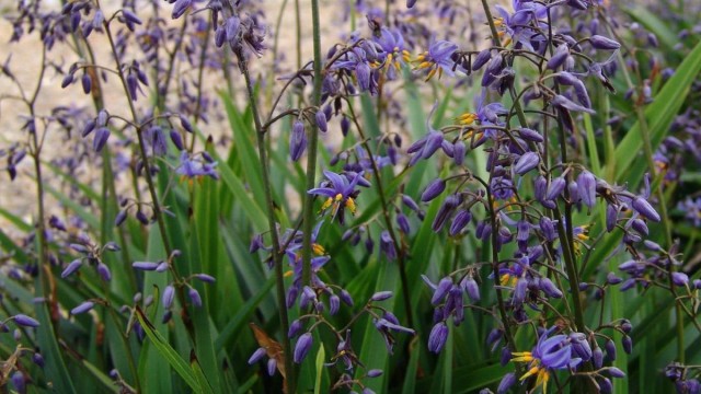 Дианелла голубая (Dianella caerulea) Листья дианеллы голубой