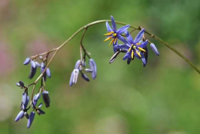 Дианелла голубая (Dianella caerulea) Размножение дианеллы