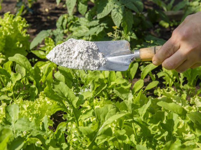 Применение диатомита в саду для борьбы с вредителями и слизнями
